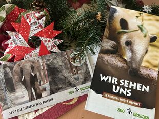 Auf einem tisch liegen Tannenzweige, gebastelte Sterne und Eintrittskarten für den Zoo Dresden