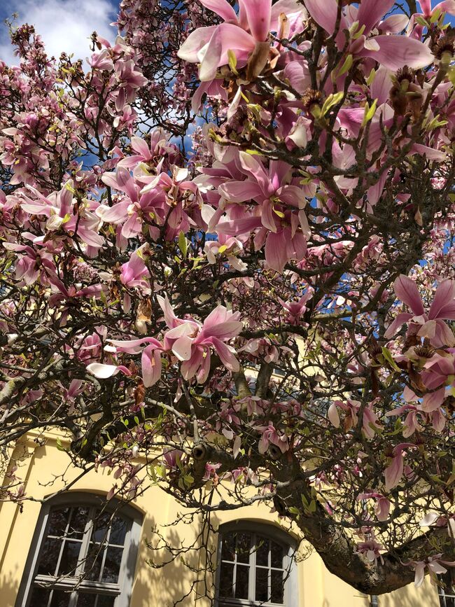 Foto eines Baums mit Focus auf den weiß-rosa Blüten. Im Hintegrund ein Haus mit hellgelber Wandfarbe.